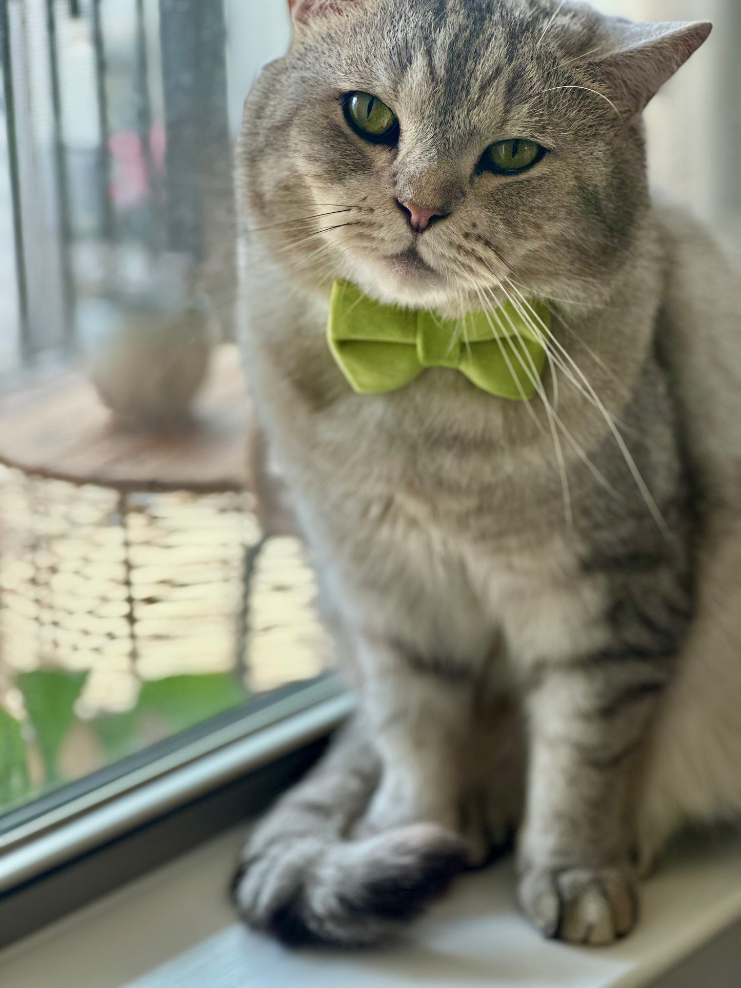 Velvet Cat Collar and Bowtie Set - Fresh Lime Green